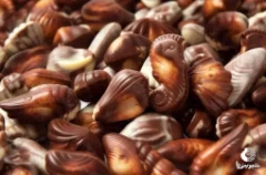 شکلات گیلیان (Guylian)